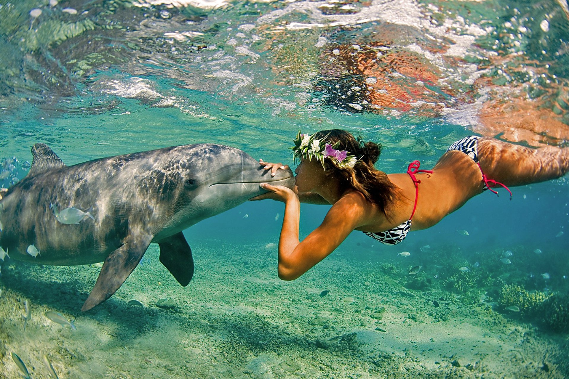 dauphin fille océan mer nature été baiser amitié couple
