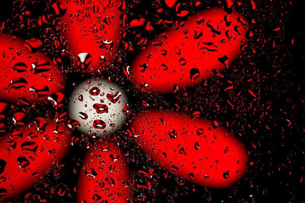 Gouttes sur le verre et la fleur rouge