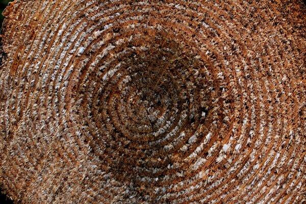 Texture sur une bûche de bois avec des anneaux