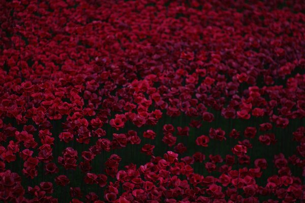 Beaucoup de beaux coquelicots rouges