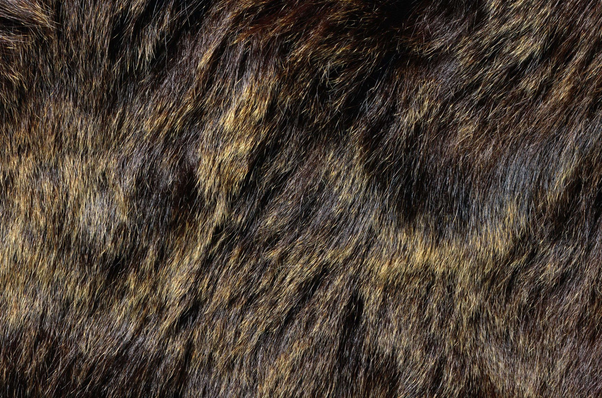 texture fourrure texture animale fond d écran