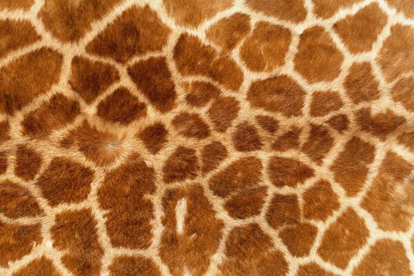 Fond d écran dans la peinture de girafe tachetée