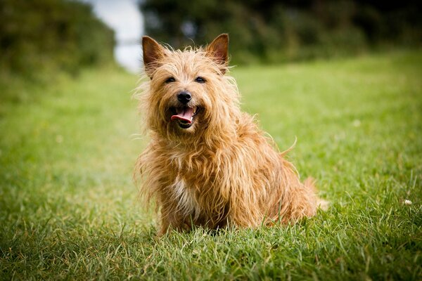 Jeux avec un chien sur l herbe