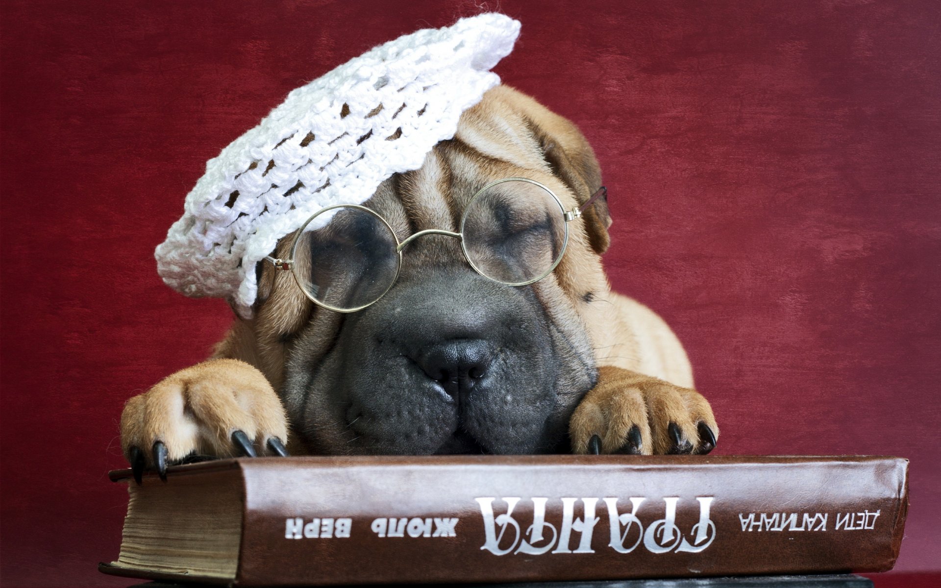 sharpei chien ami livre lunettes