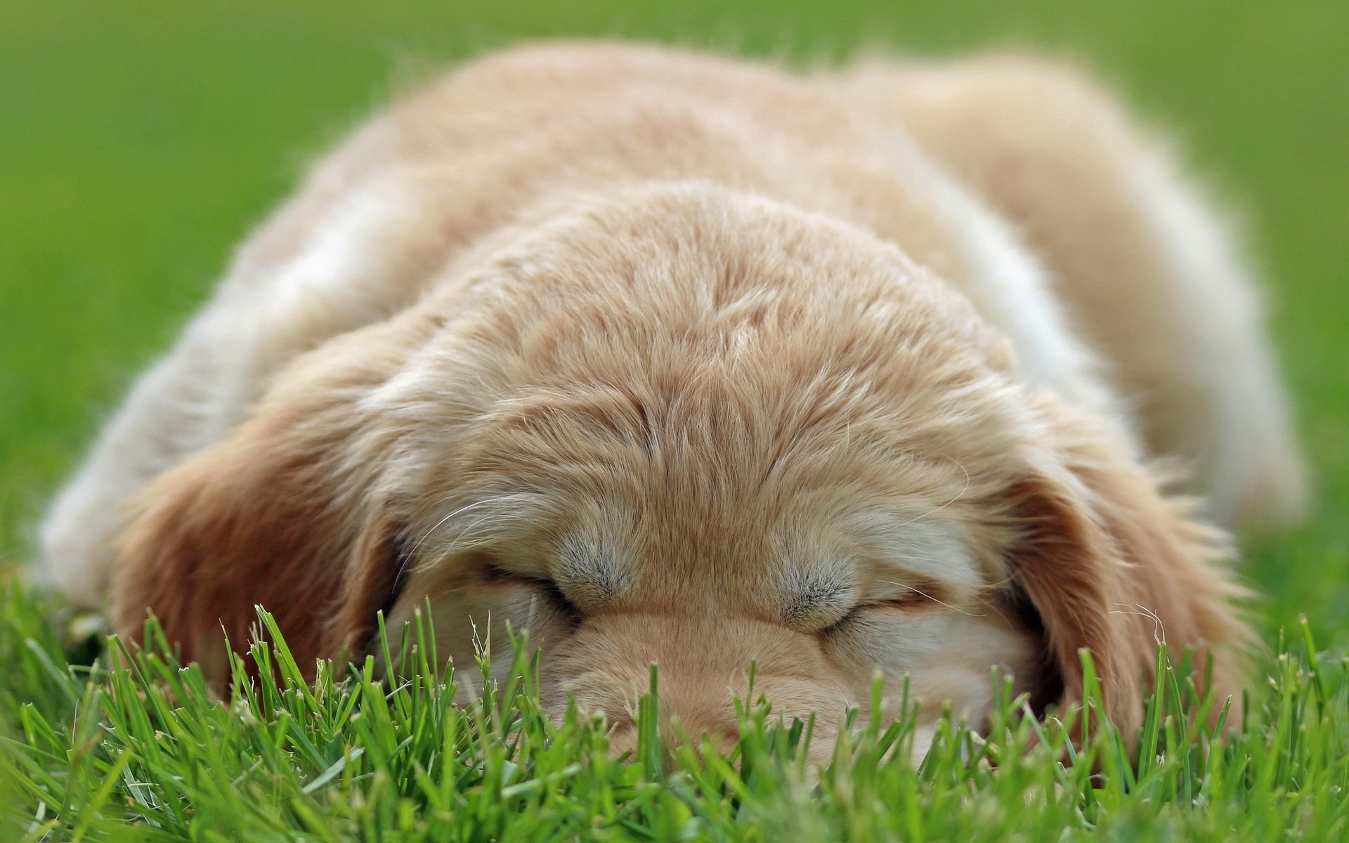 chien chiot herbe