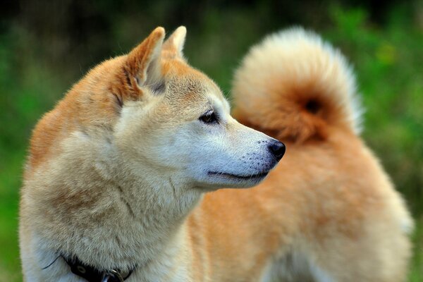 Beau chien regarde de côté