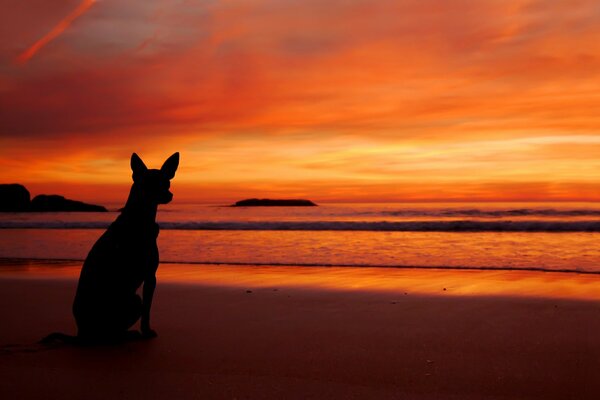 Chien coucher de soleil sur la plage près de la mer