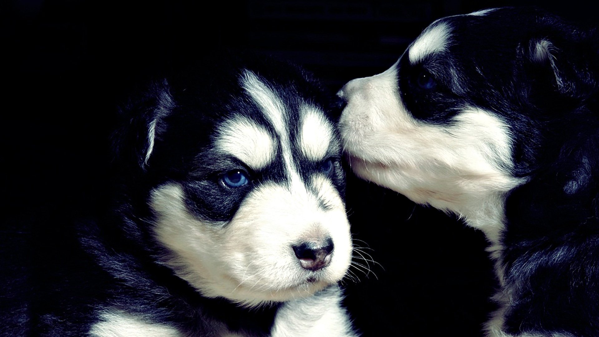 chiots huskies