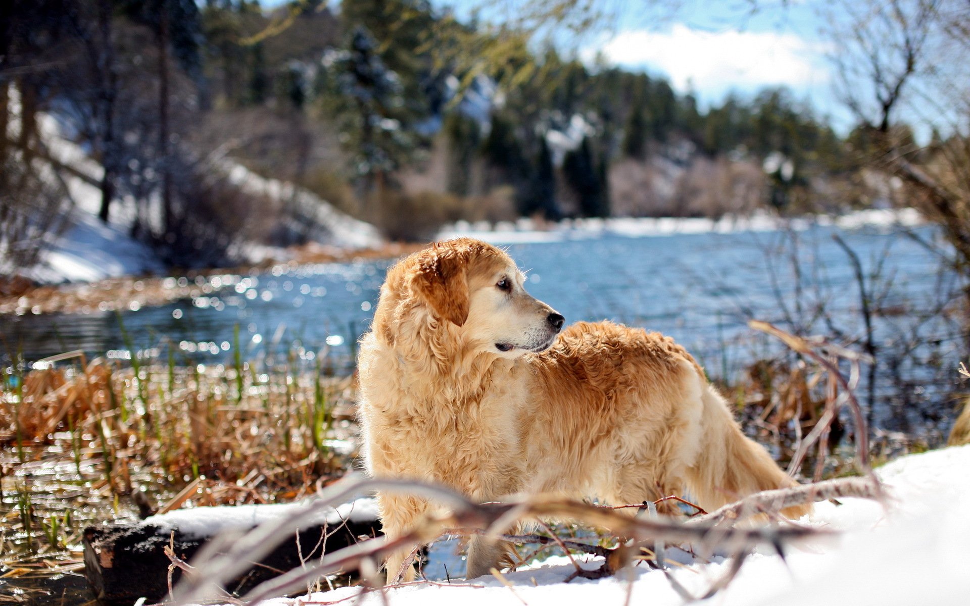 chien retriever nature