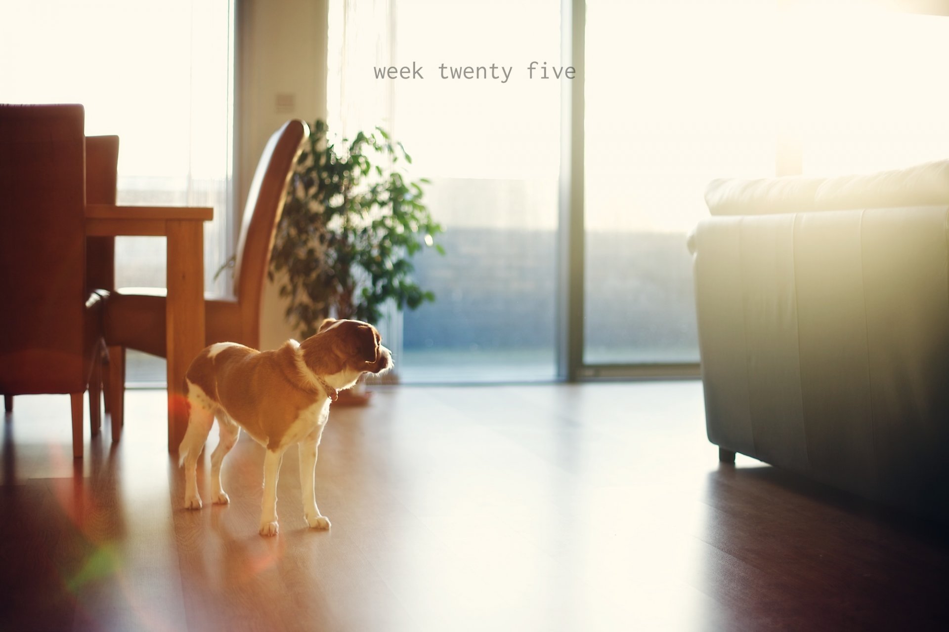 chien ami maison humeur