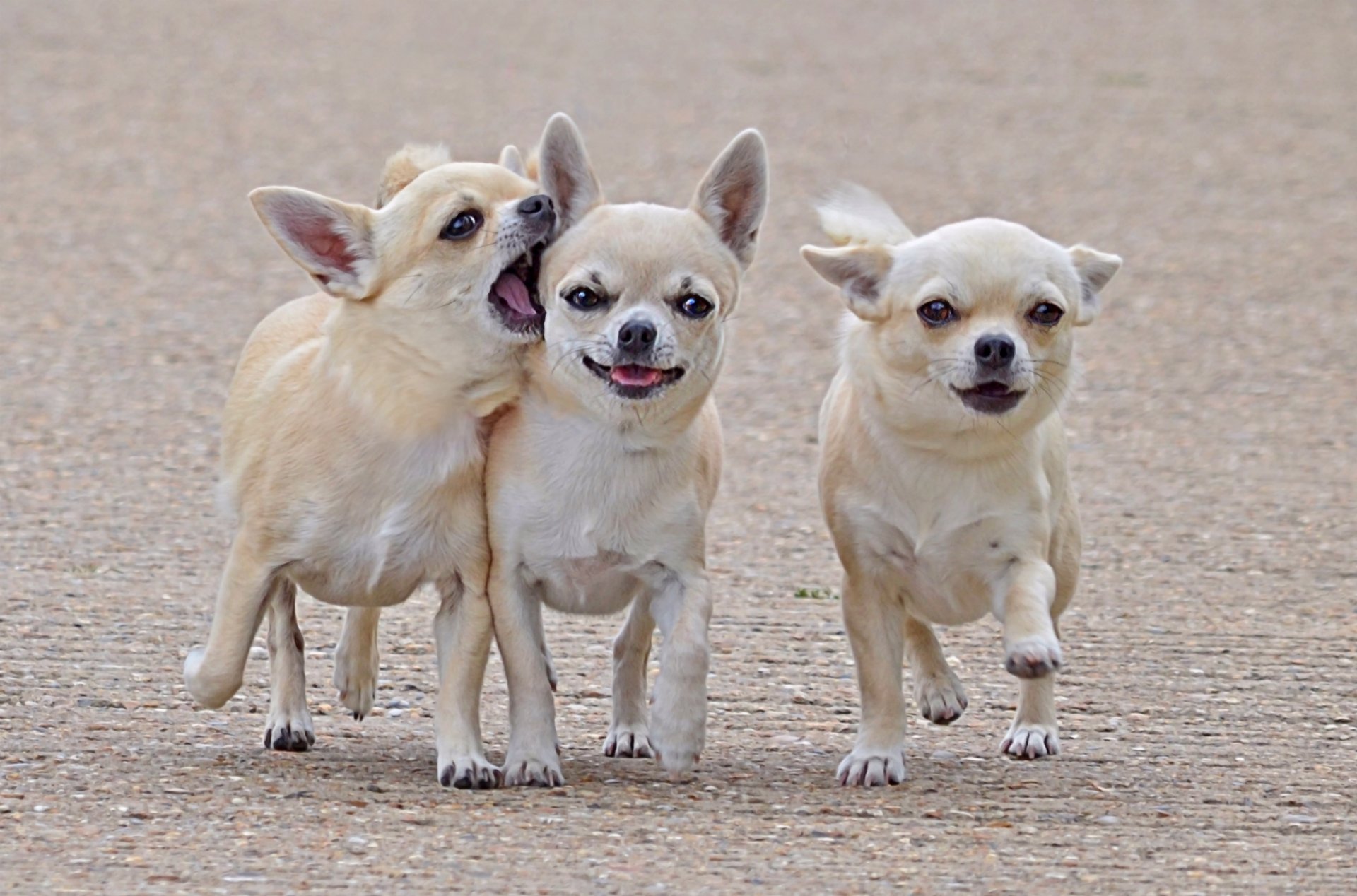 chihuahua trois amis compagnons chiens promenade