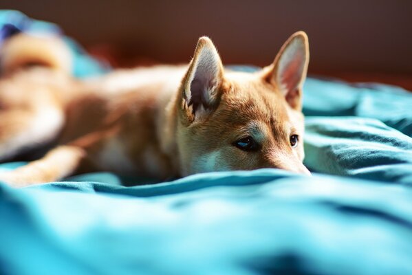 Le chiot a l air mignon sur la photo