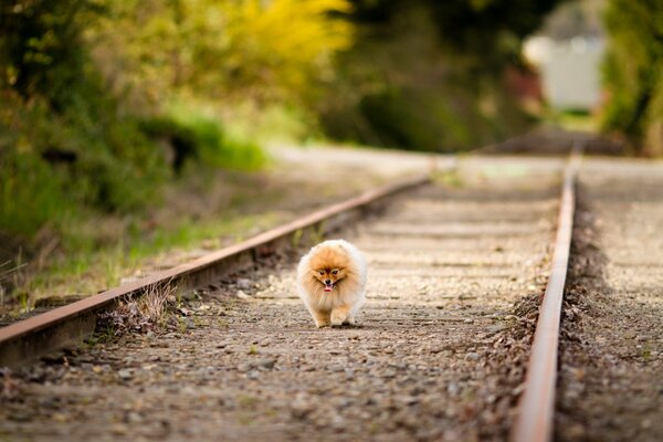 Spitz de Poméranie sur une promenade dans la forêt