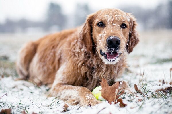 Chien se trouve en hiver sur la neige
