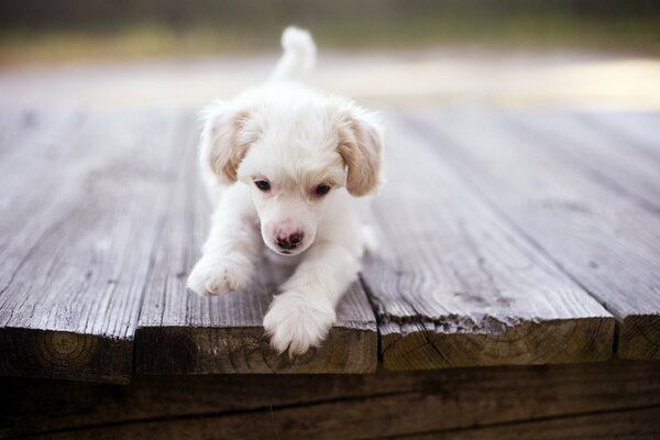 Chiot court sur le pont et veut sauter