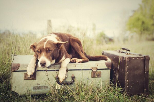 Chien dans la suite se trouve sur une valise