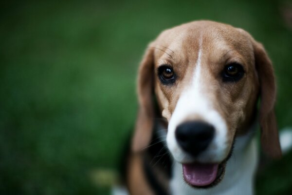 Chien Beagle sur fond