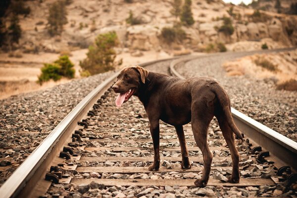 Rails et traverses. chien dans le champ