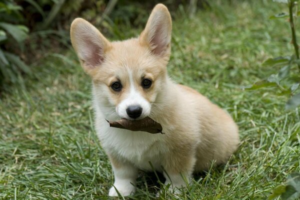 Chiot à oreilles mâche une feuille