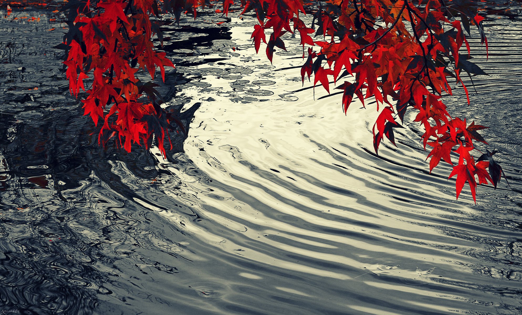 eau feuilles