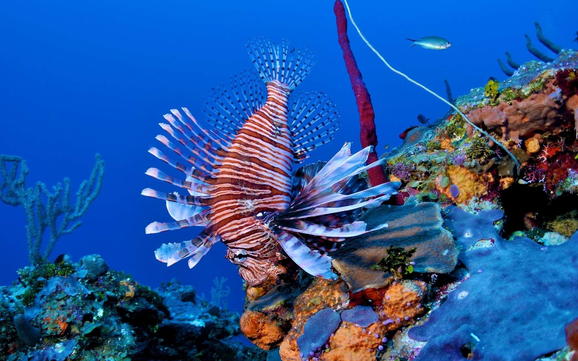 récif poisson lion poisson-lion corail