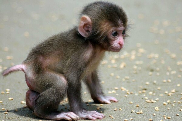 Petit singe explore le monde