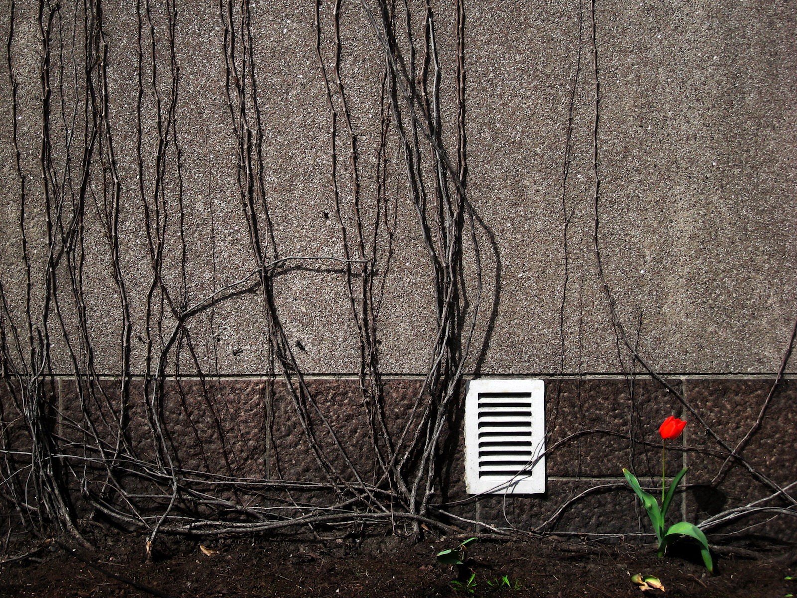 mur branches ventilation fleur