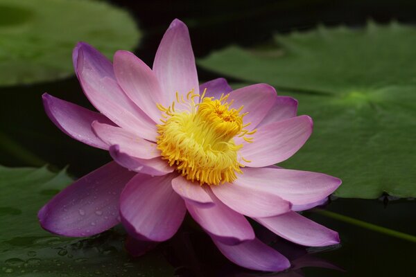 Le nénuphar est le plus inaccessible des fleurs
