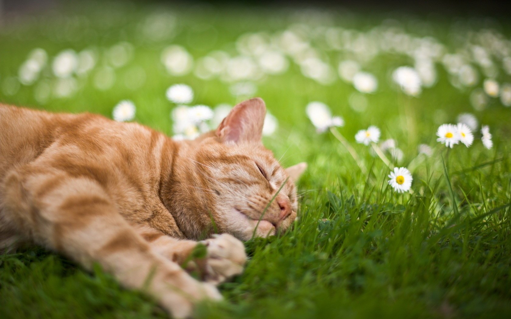 herbe été chat