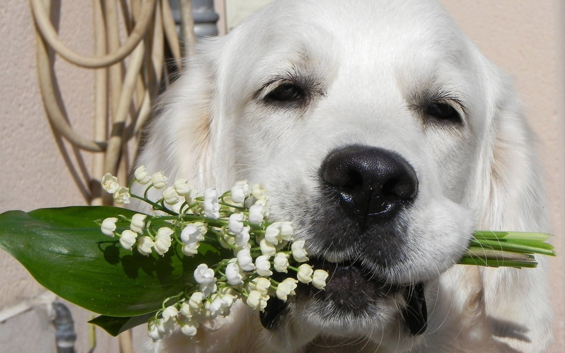 fleurs chien ami vue