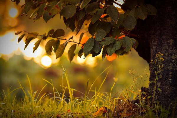 Gros plan du paysage de l herbe et de l arbre avec le feuillage