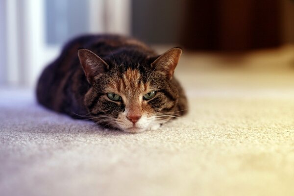 Un regard attentif sur la bête rusée