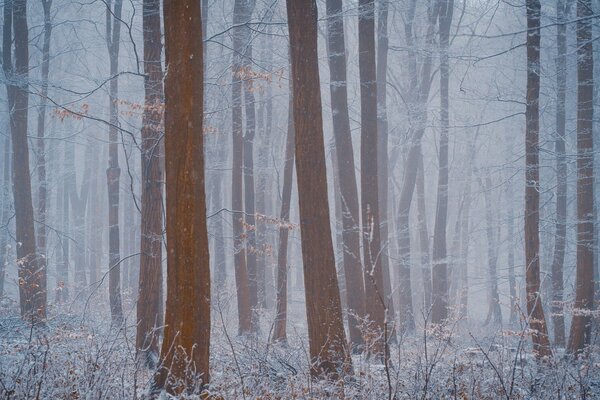 Le brouillard de forêt cache la visibilité dans la forêt