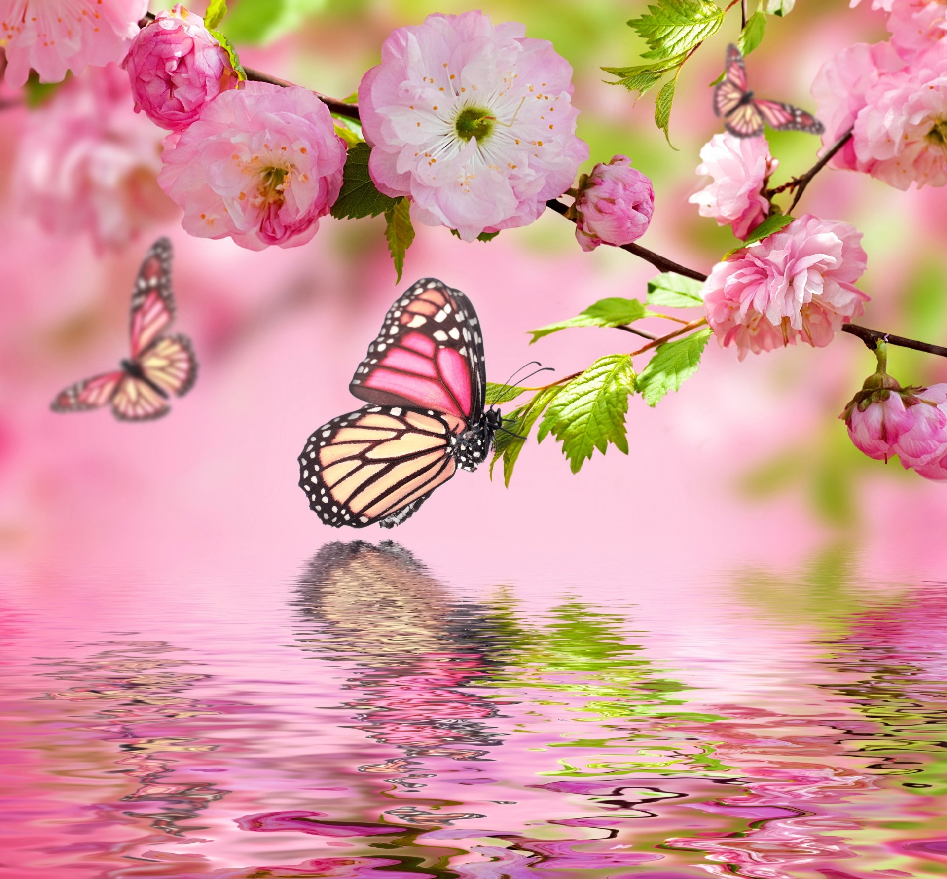 papillons fleurs eau branches photoshop sakura fond rose printemps