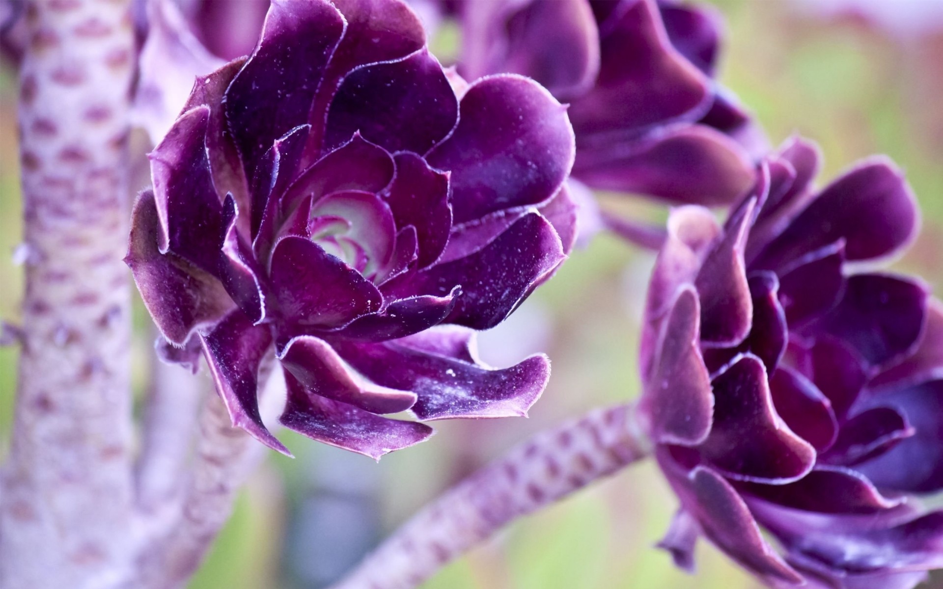 macro violet belle fleurs