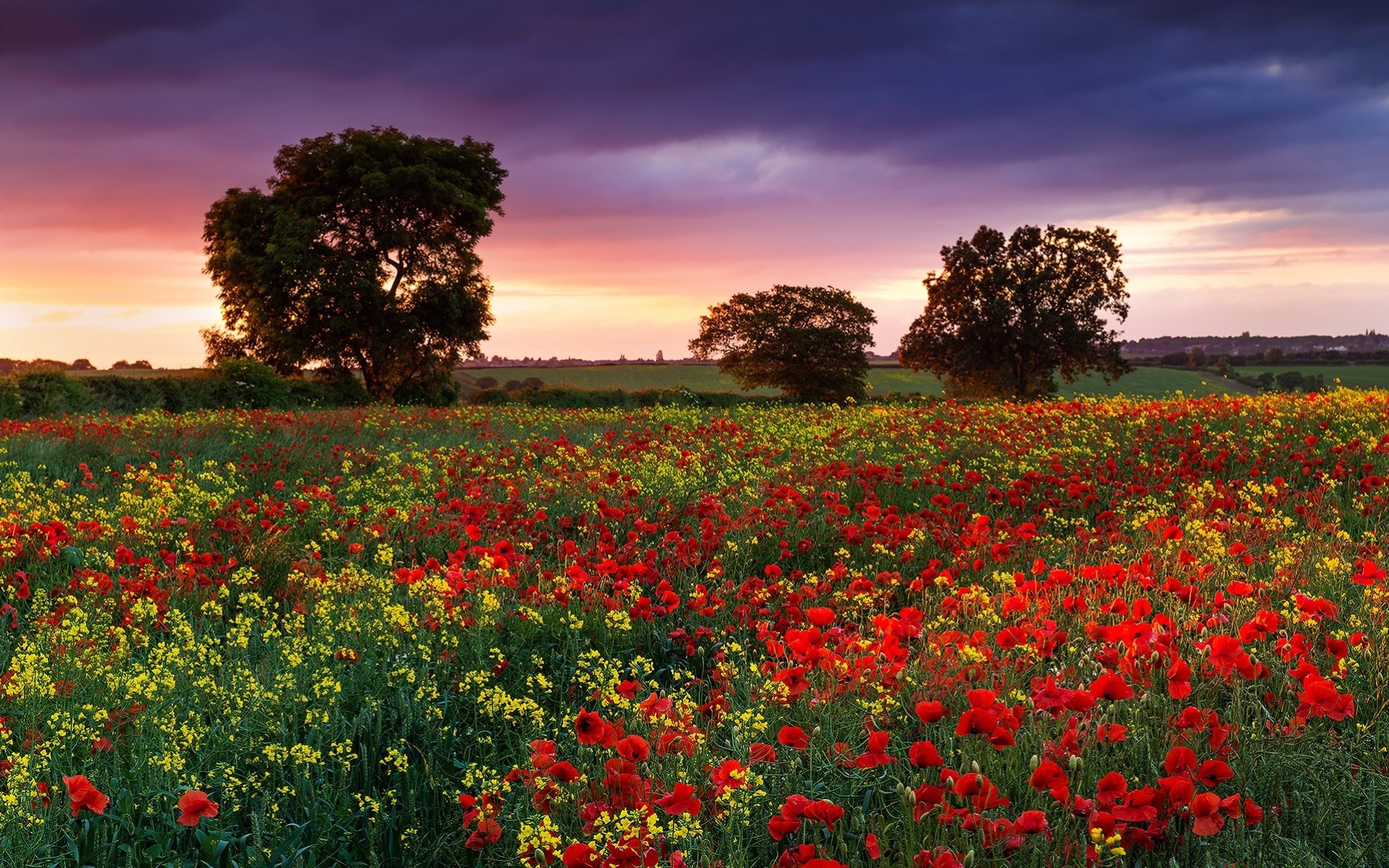champ nuit été angleterre nature