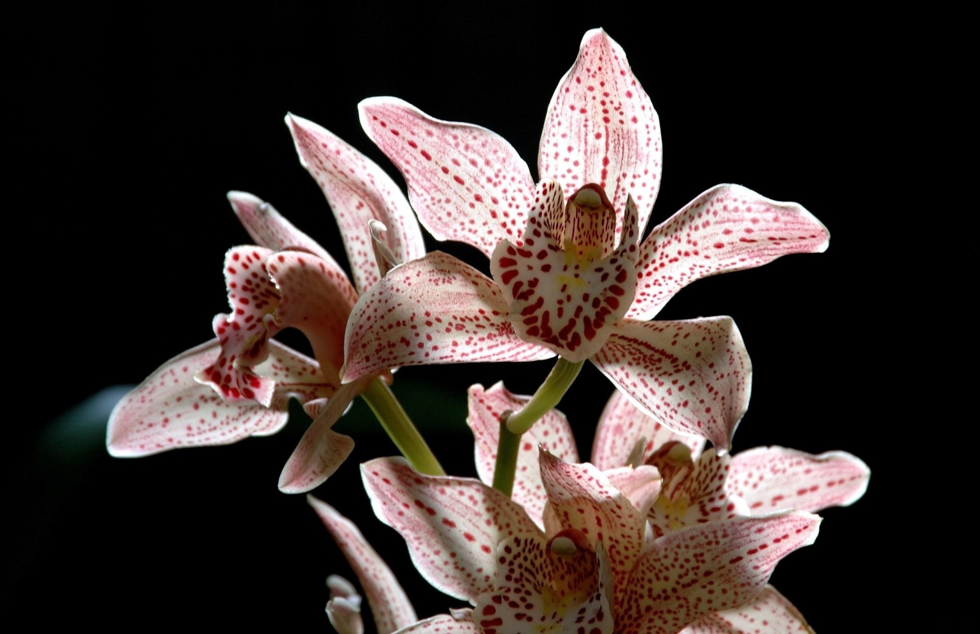 tacheté fleur fond noir orchidée branche