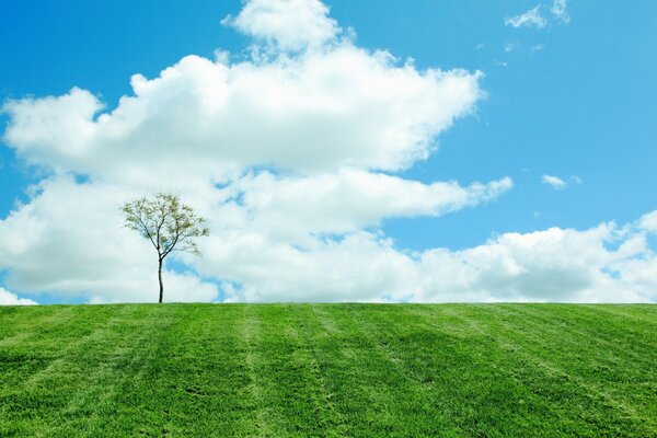 Arbre solitaire sur le champ de trovyanom lumineux