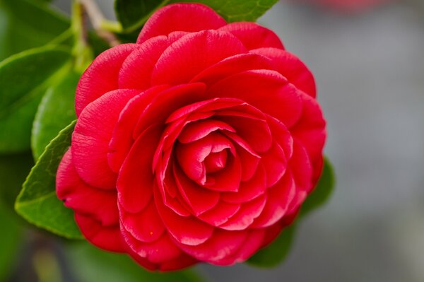 Belle photo macro de fleur rouge