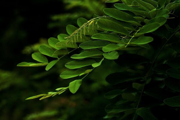 Branche d acacia à feuilles vertes