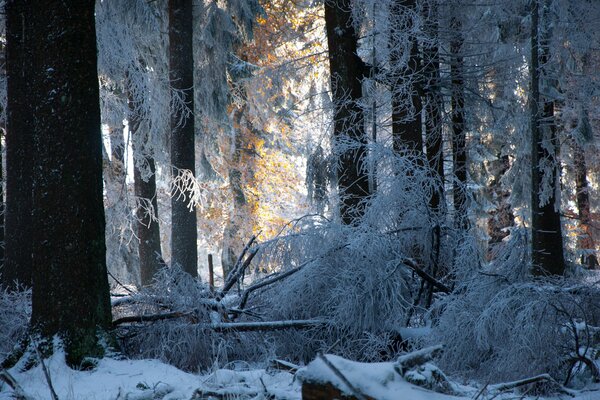 Arbres de forêt d hiver dans la neige