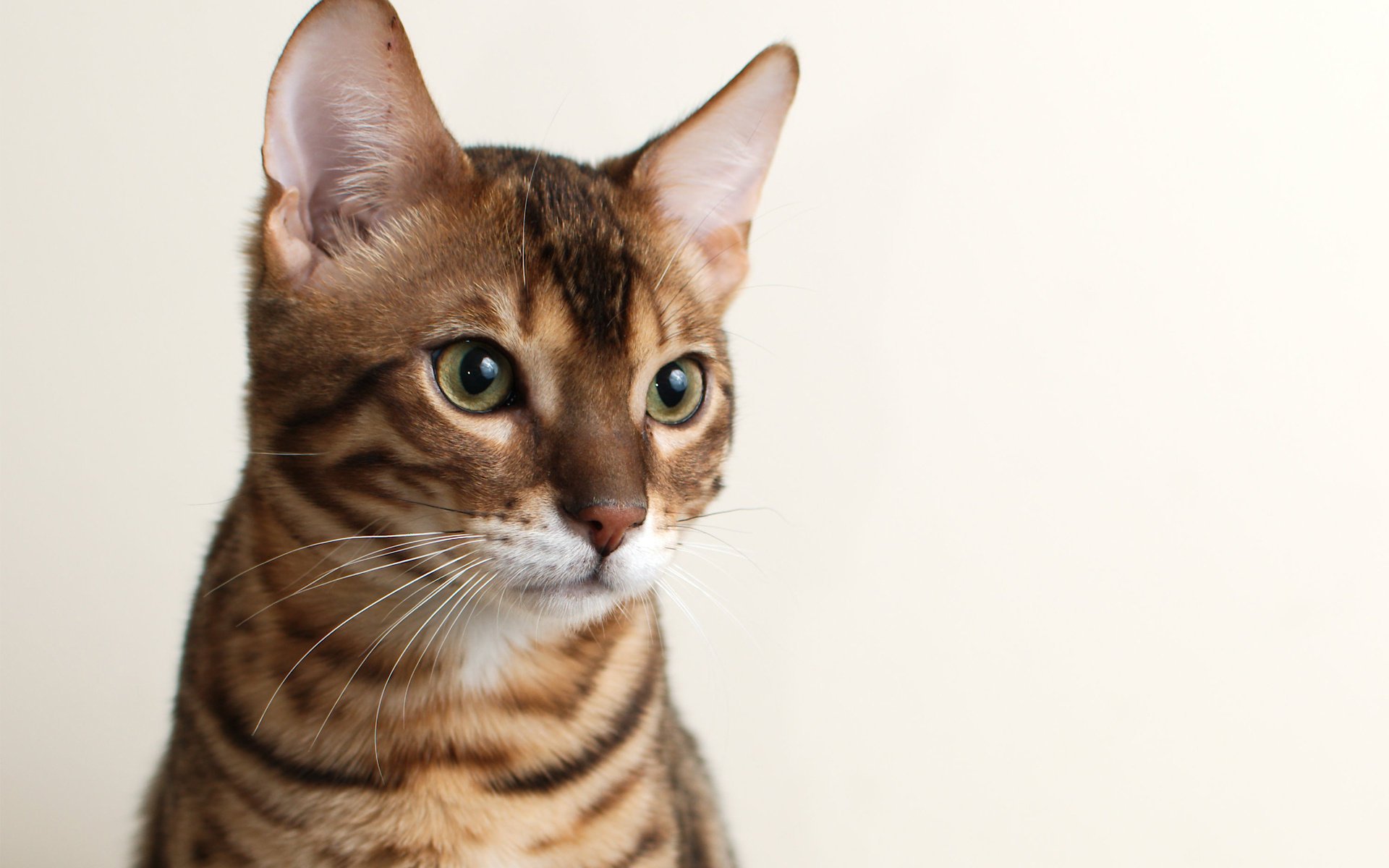 chat fond chat museau bengal bengali