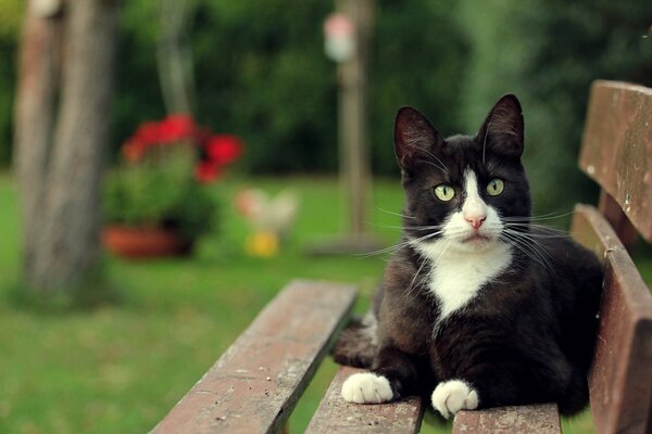 Chat couché sur un banc sur un fond de pelouse