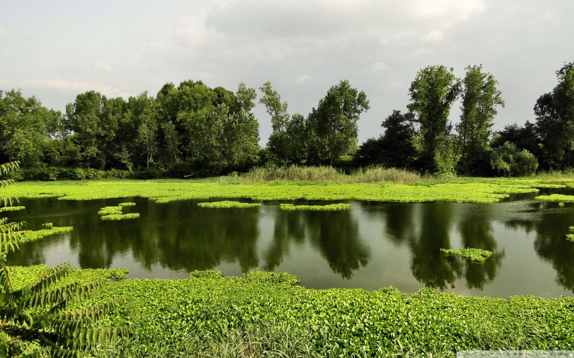 lac paysage été nature