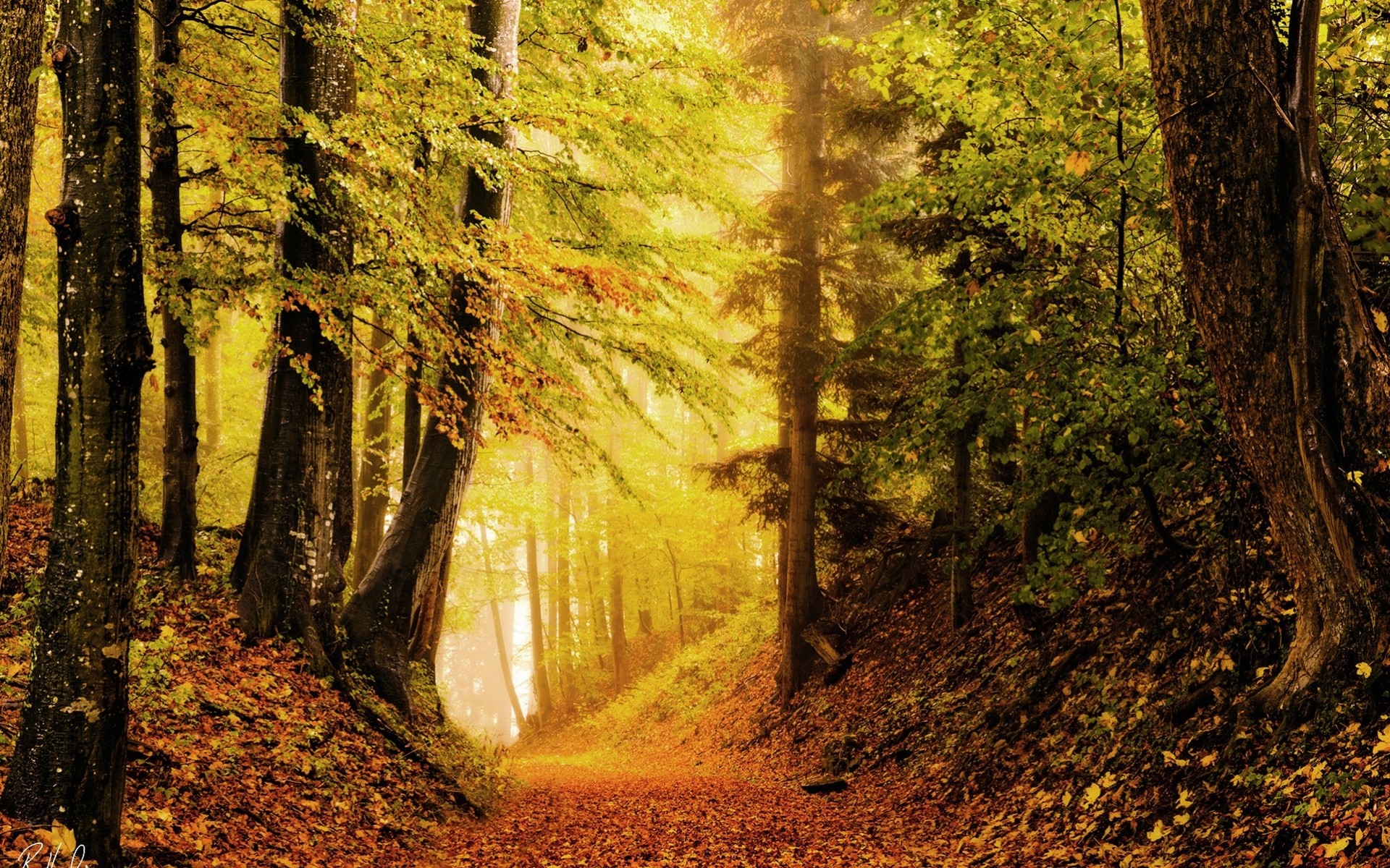 automne feuillage forêt luminosité nature