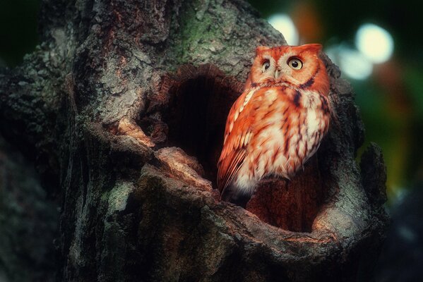 Rousse hibou sur le creux de l arbre