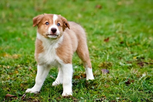 Petit chiot debout sur l herbe verte