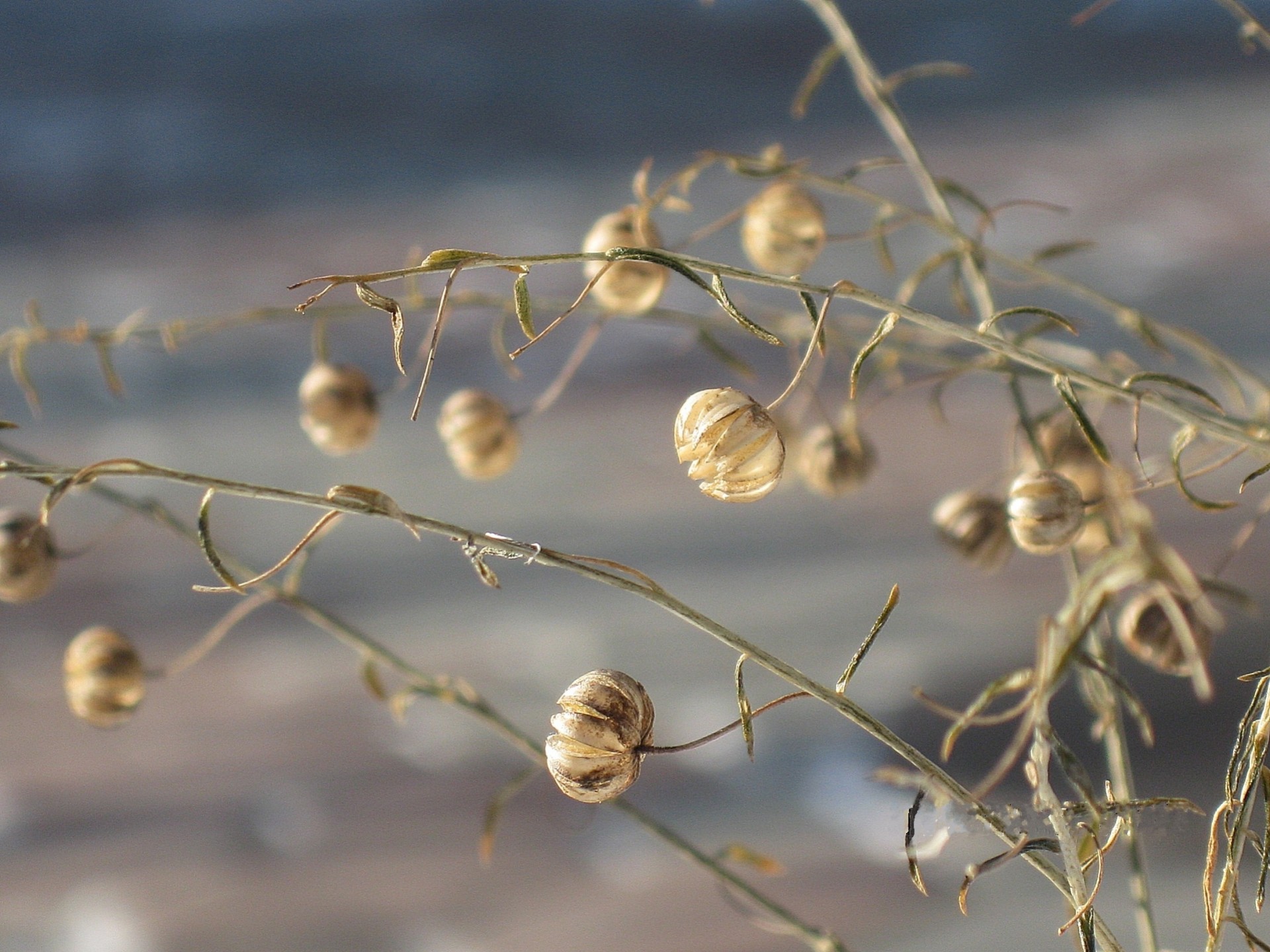 automne sec herbe graines lin