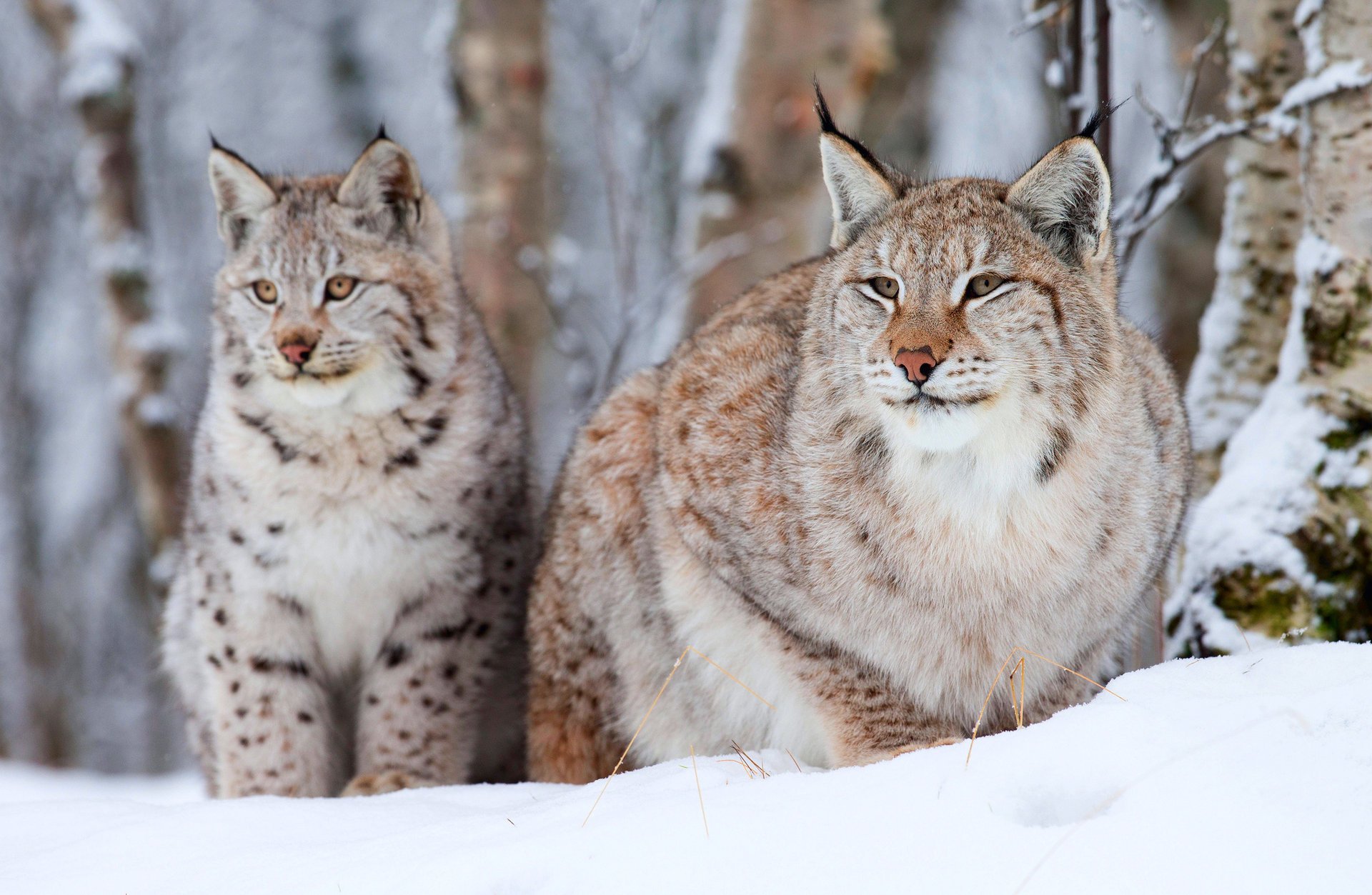 lynx petit vieux deux hiver