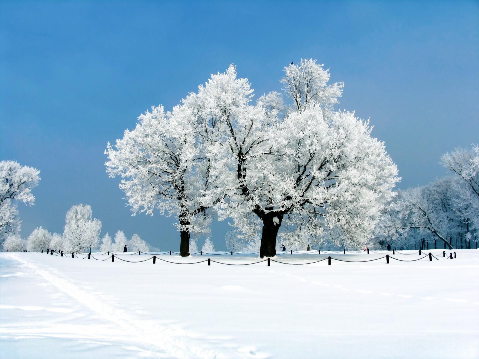 paysage arbres neige hiver parc